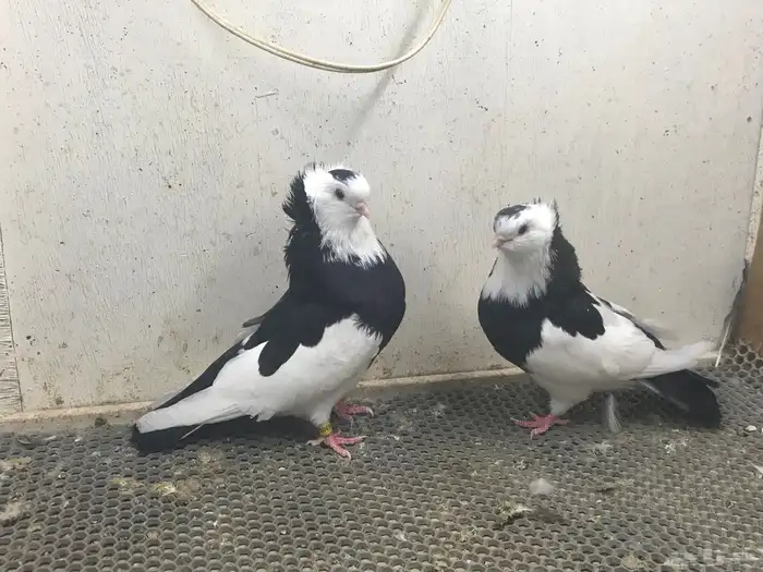 بلغاري عبسي طيور 0