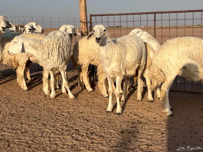 مراح حريات حرش اشباب مضاريع ودفيع 4