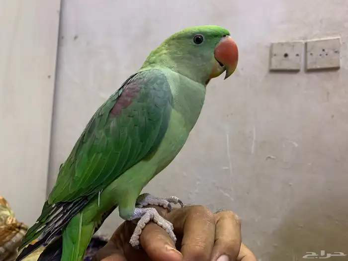 للبيع دره نيبالي عمره ست شهور 1