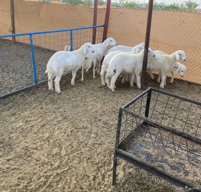 بهم تربيه تم البيع 2