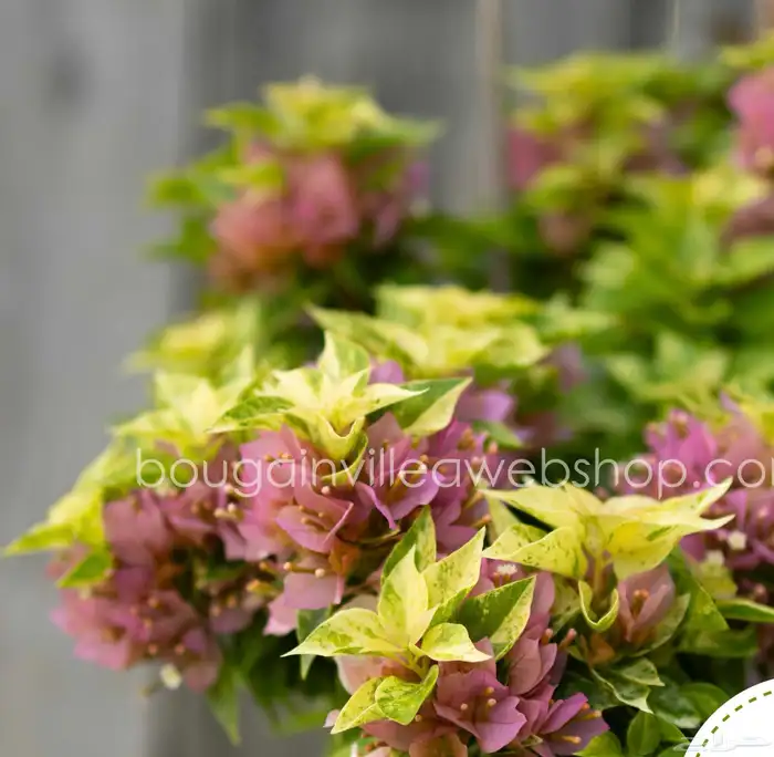 شجرة جهنمية قزمية برتقالي مبرقشة 0