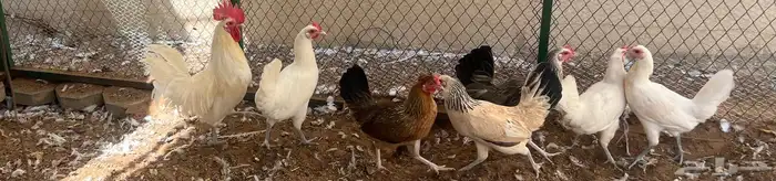 اطقم دجاج بياض 1