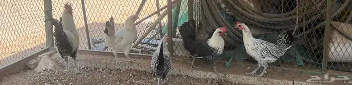 اطقم دجاج بياض 3