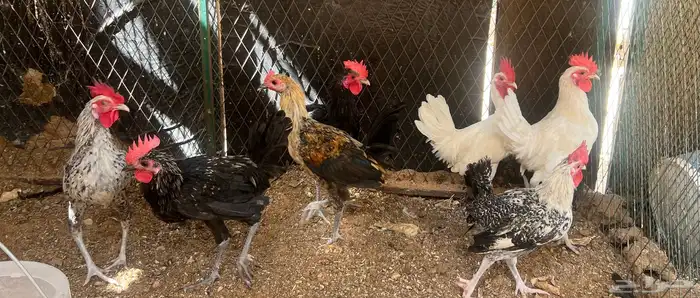 ديوك بلدي 0