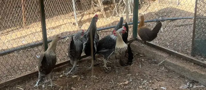 اطقم دجاج بياض 5