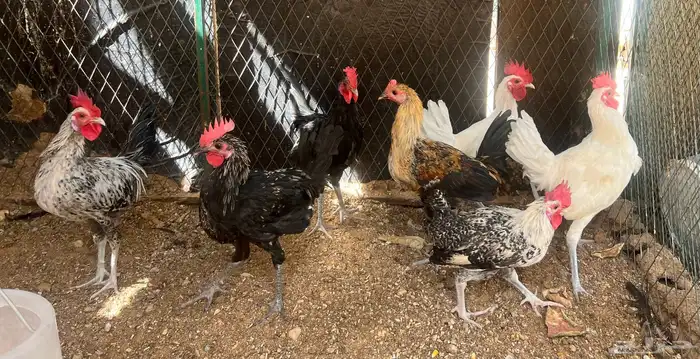 ديوك بلدي 1