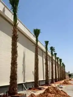 نخل وشنطن 0