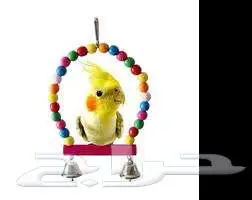 طيور زينة ومستلزماتها محل نوادر خميس مشيط 10