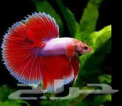 طيور زينة ومستلزماتها محل نوادر خميس مشيط 7