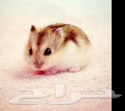 طيور زينة ومستلزماتها محل نوادر خميس مشيط 8