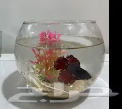 طيور زينة ومستلزماتها محل نوادر خميس مشيط 6