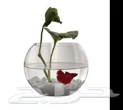 طيور زينة ومستلزماتها محل نوادر خميس مشيط 12