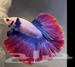 طيور زينة ومستلزماتها محل نوادر خميس مشيط 13