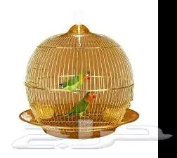 طيور زينة ومستلزماتها محل نوادر خميس مشيط 24