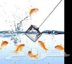 طيور زينة ومستلزماتها محل نوادر خميس مشيط 41