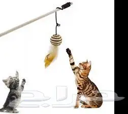 طيور زينة ومستلزماتها محل نوادر خميس مشيط 46