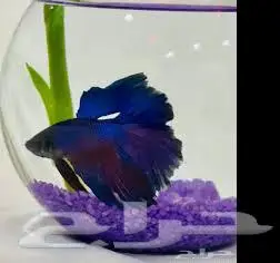 طيور زينة ومستلزماتها محل نوادر خميس مشيط 11