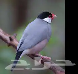 طيور زينة ومستلزماتها محل نوادر خميس مشيط 14