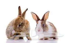 طيور زينة ومستلزماتها محل نوادر خميس مشيط 4