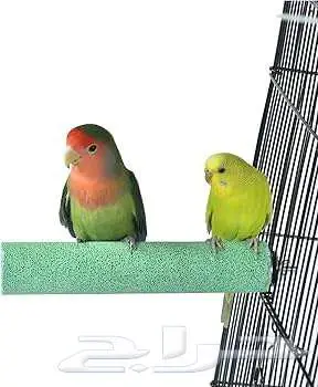 طيور زينة ومستلزماتها محل نوادر خميس مشيط 5