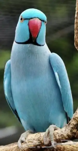 ذكر دره ازرق 0