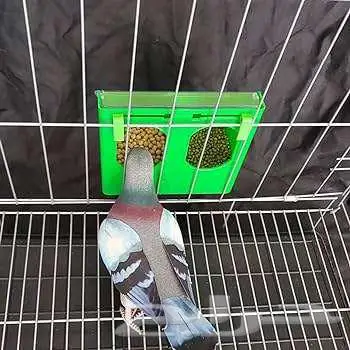 طيور زينة ومستلزماتها محل نوادر خميس مشيط 28