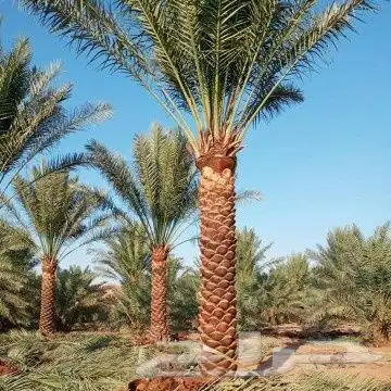 توريد وغرس نخيل جميع المقاسات متوفر 2