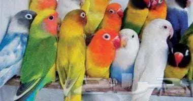 طيور زينة ومستلزماتها محل نوادر خميس مشيط 0