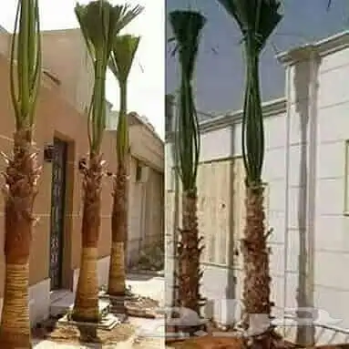 نخل وشنطن 2