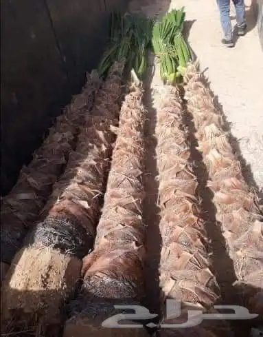 نخل وشنطن 4