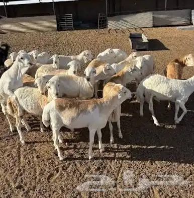 طليان ذبائح حريات وسواكن ورفيدي وبربري وتيوس كاش واقساد 6