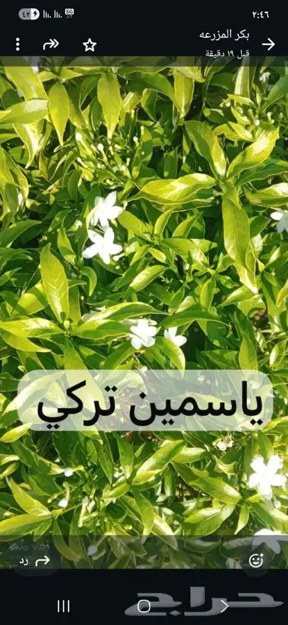 مشتل مزرعتي لبيع وتوصيل جميع انواع الشتلات وملحقاتها 10