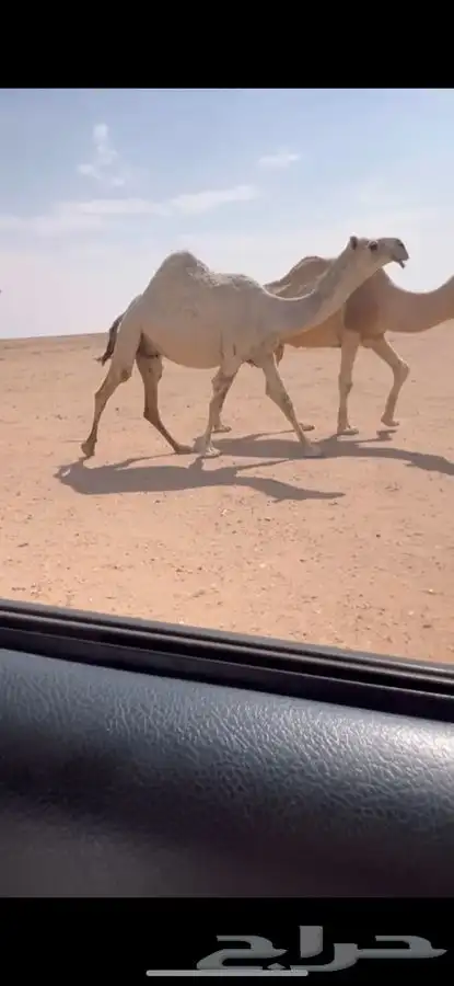 للبيع لقحه وضحى ثنو كفووو 0
