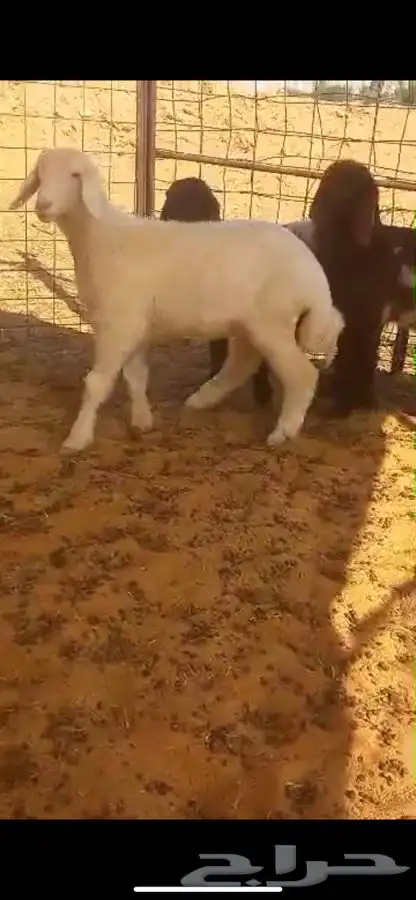 حريه ذبيحه 0