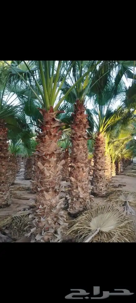 نخل وشنطن 10