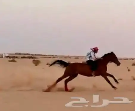 فرس شعبيه سبوق 1