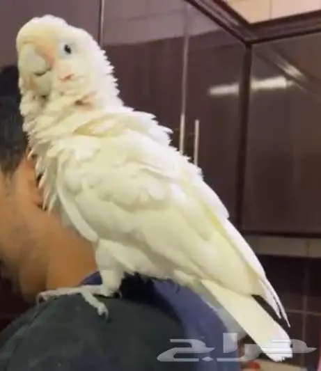 Goffins cockatoo كوكاتو جوفنز 4