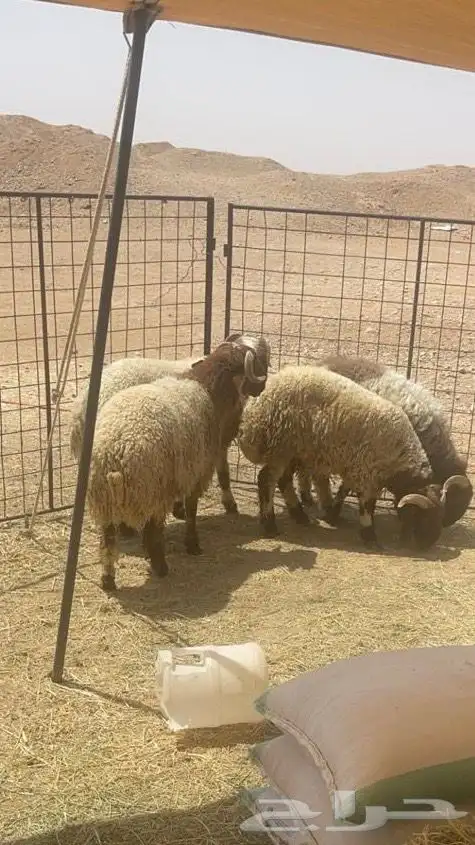 بيع ذبايح 1