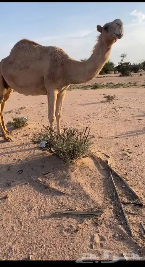 ناقه ضريبه 1