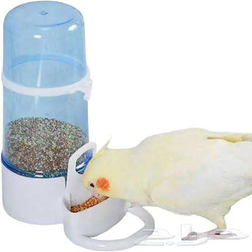 طيور زينة ومستلزماتها محل نوادر خميس مشيط 45