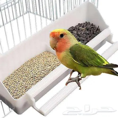 طيور زينة ومستلزماتها محل نوادر خميس مشيط 55