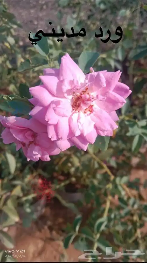 مشتل مزرعتي لبيع وتوصيل جميع انواع الشتلات وملحقاتها 12