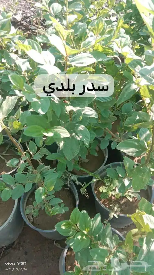 مشتل مزرعتي لبيع وتوصيل جميع انواع الشتلات وملحقاتها 5