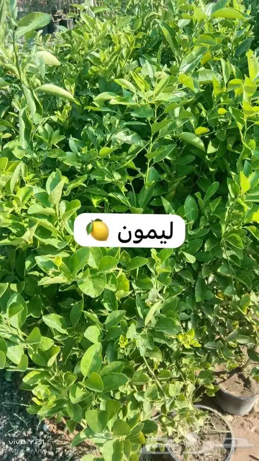 مشتل مزرعتي لبيع وتوصيل جميع انواع الشتلات وملحقاتها 11