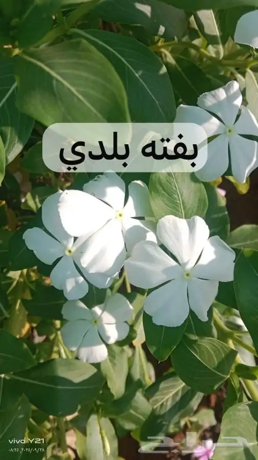 مشتل مزرعتي لبيع وتوصيل جميع انواع الشتلات وملحقاتها 7