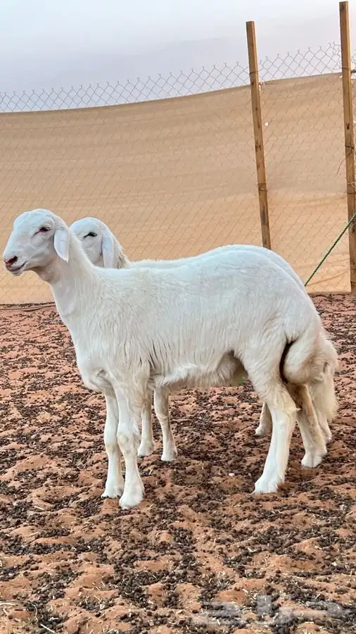 ابو عبدالله للذبايح 0