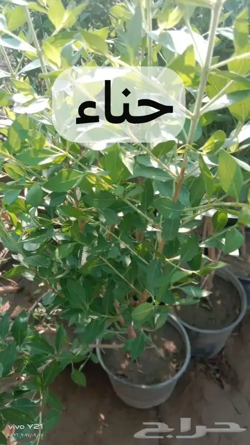 مشتل مزرعتي لبيع وتوصيل جميع انواع الشتلات وملحقاتها 0