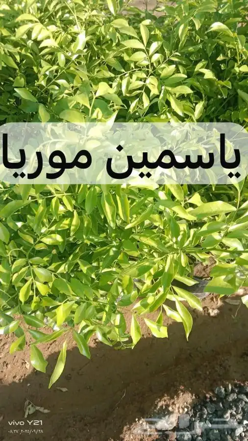 مشتل مزرعتي لبيع وتوصيل جميع انواع الشتلات وملحقاتها 1