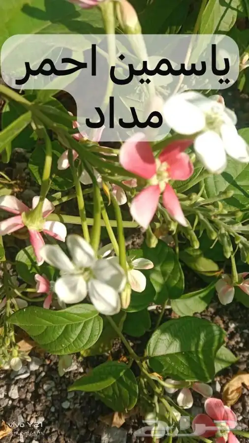 مشتل مزرعتي لبيع وتوصيل جميع انواع الشتلات وملحقاتها 2