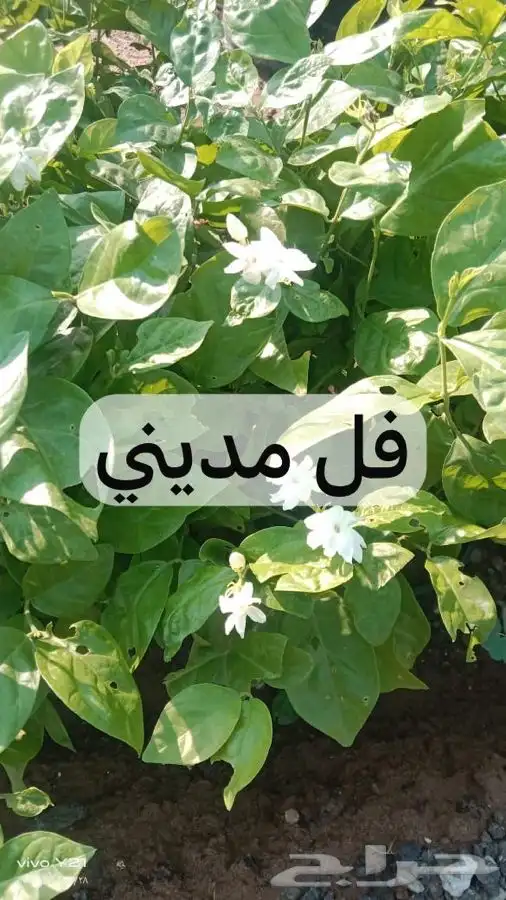 مشتل مزرعتي لبيع وتوصيل جميع انواع الشتلات وملحقاتها 3